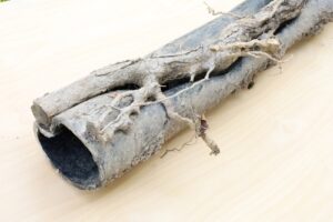 pasadena-tree-root-sewer-damage-old-sycamores