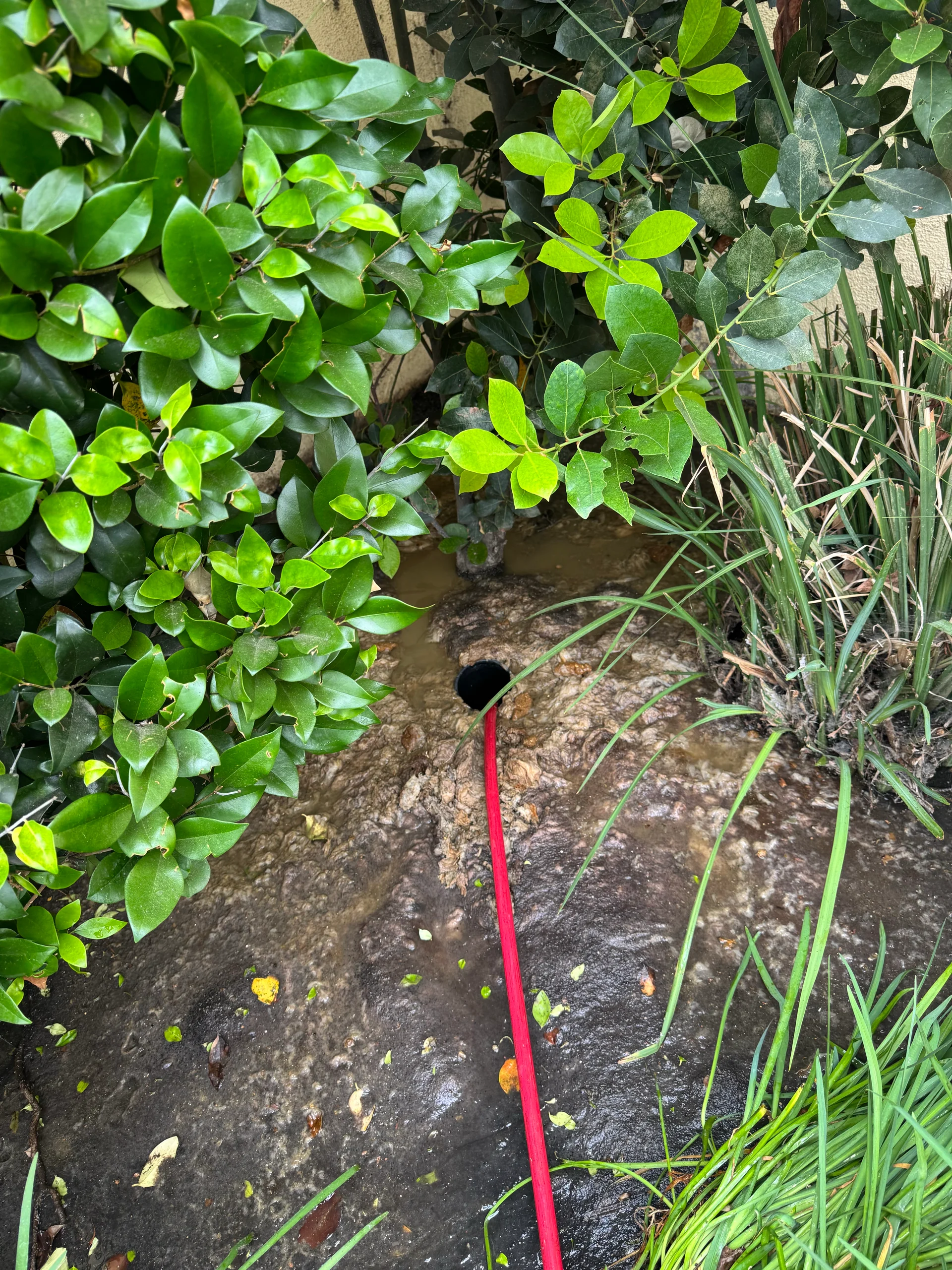 Service hose entering a ground-level plumbing access point.